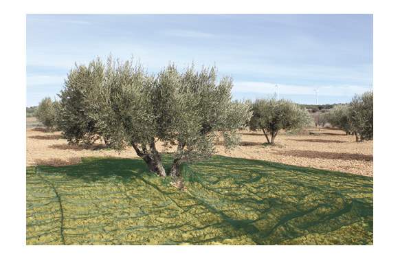 MALLA ACEITUNAS CONFECC. 5X10M