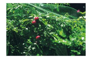 MALLA ANTI-PAJARO NATUUR 8X10M