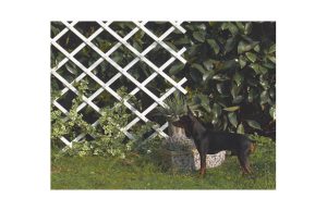 CELOSIA EXTEN 1X2MT TRELLIFLEX