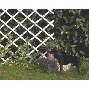 CELOSIA EXTEN 1X2MT TRELLIFLEX