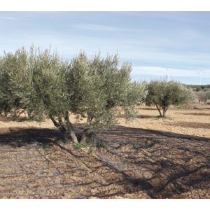 MALLA ACEITUNAS CONFECC. 5X10M