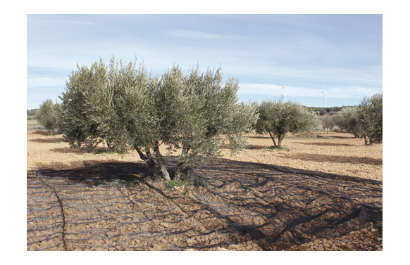 MALLA ACEITUNAS CONFECC. 6X12M