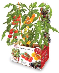 HUERTO URBANO TOMATE CHERRY BA