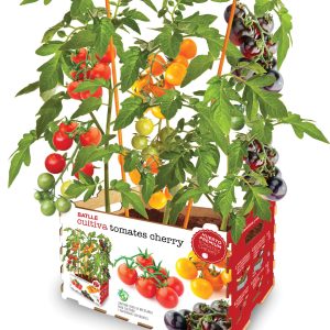 HUERTO URBANO TOMATE CHERRY BA