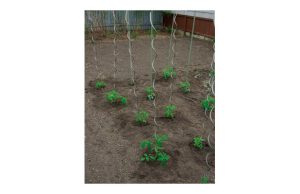 TUTOR ACERO ESP. TOMATERO Ø7 M