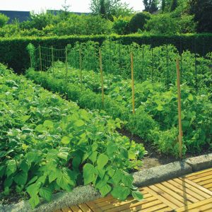 MALLA 2X10MT VERDE 120230