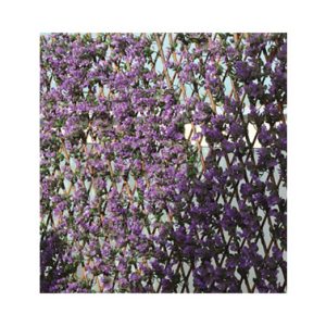 CELOSIA EXTENSIBLE MIMBRE LILA