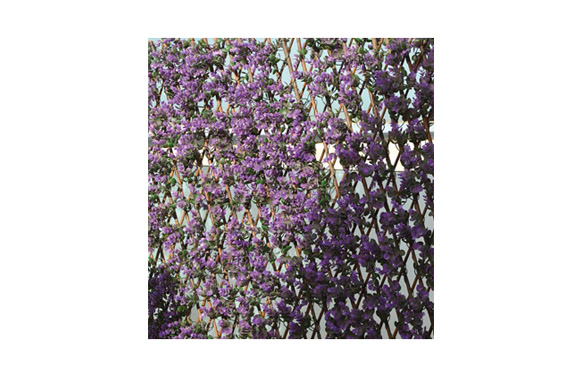 CELOSIA EXTENSIBLE MIMBRE LILA